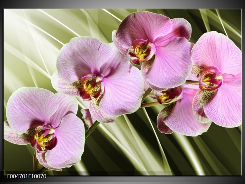 Glas schilderij Orchidee | Groen, Paars