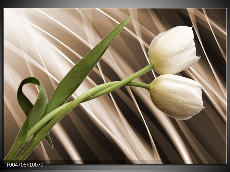 Foto canvas schilderij Tulp | Bruin, Wit, Groen