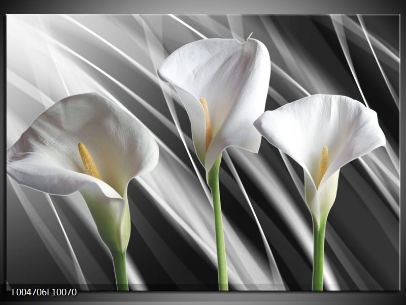 Foto canvas schilderij Bloem | Grijs, Wit, Groen