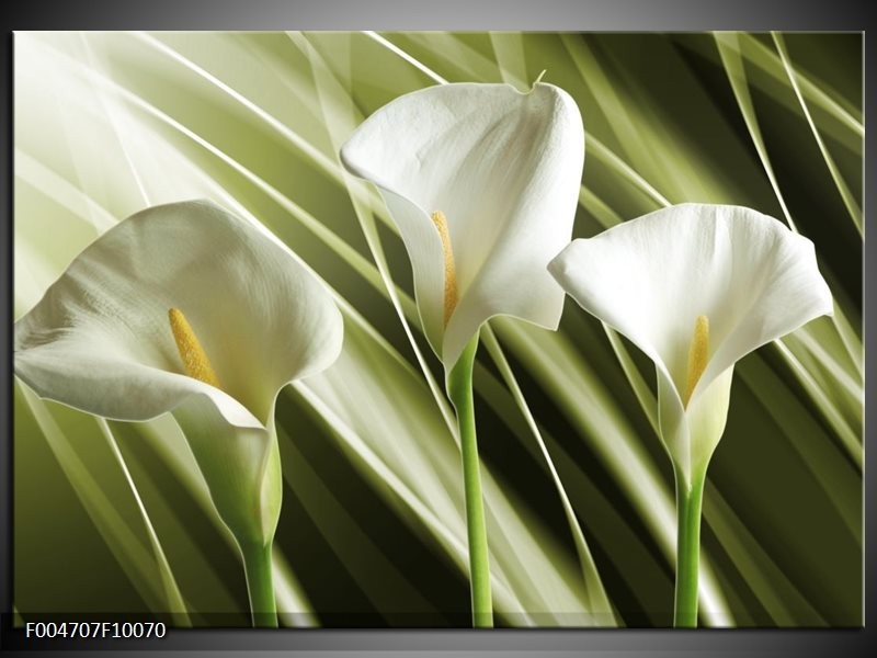 Foto canvas schilderij Bloem | Groen, Wit