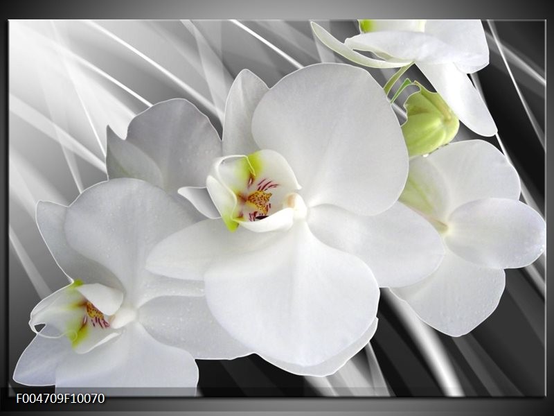 Foto canvas schilderij Orchidee | Wit, Grijs, Groen