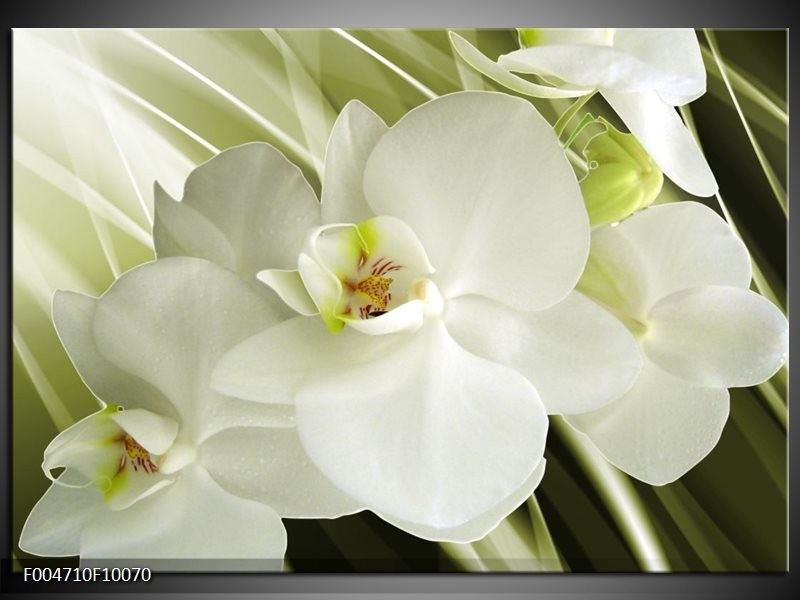 Glas schilderij Orchidee | Groen, Wit
