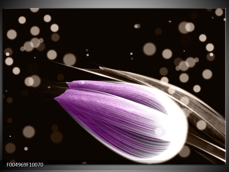 Glas schilderij Tulp | Paars, Zwart