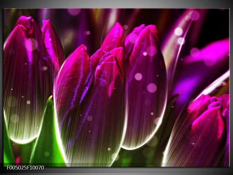 Glas schilderij Tulp | Paars, Groen