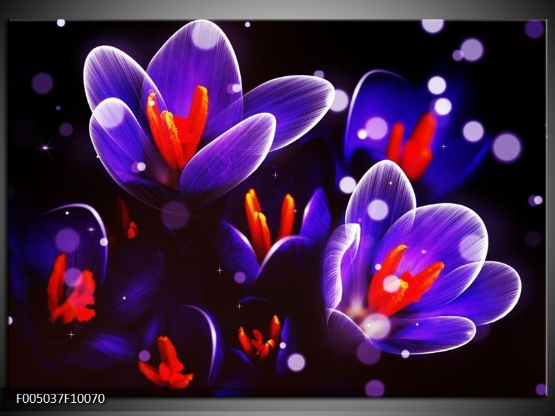 Foto canvas schilderij Krokus | Oranje, Blauw,