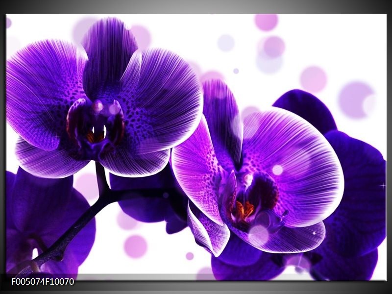 Foto canvas schilderij Orchidee | Blauw, Wit
