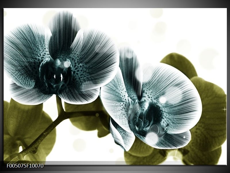Foto canvas schilderij Orchidee | Blauw, Groen