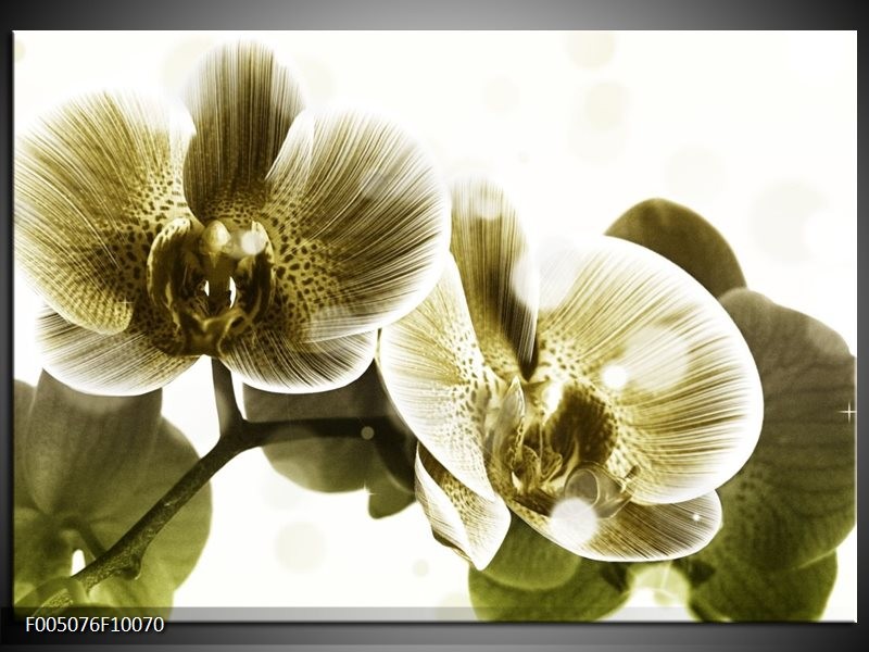 Foto canvas schilderij Orchidee | Grijs, Wit