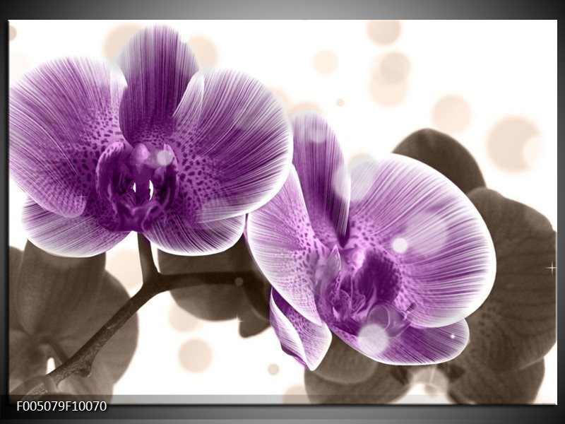 Foto canvas schilderij Orchidee | Paars, Wit