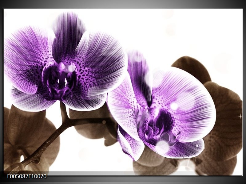 Glas schilderij Orchidee | Paars, Grijs