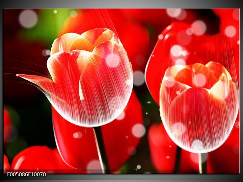 Glas schilderij Tulp | Rood, Wit