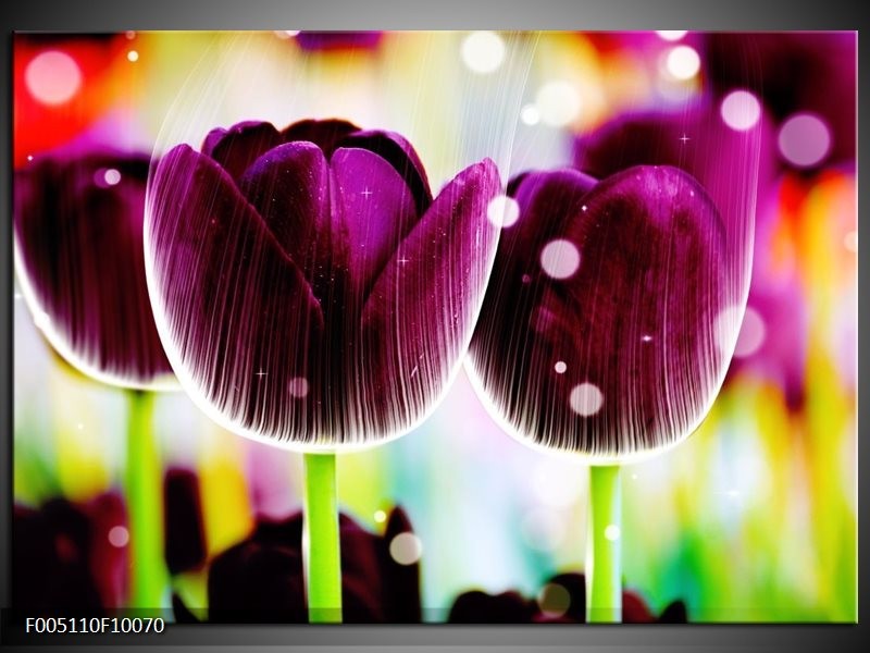 Foto canvas schilderij Tulp | Paars, Geel,