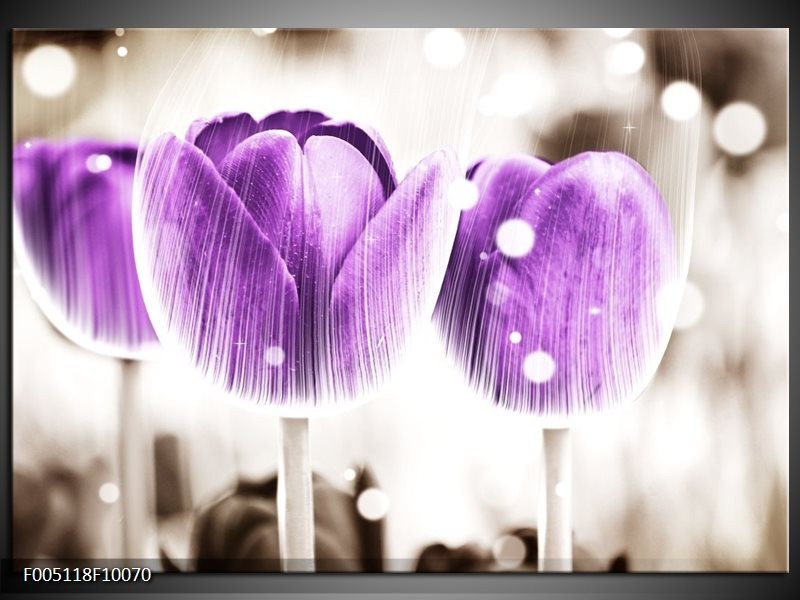 Foto canvas schilderij Tulp | Paars, Wit