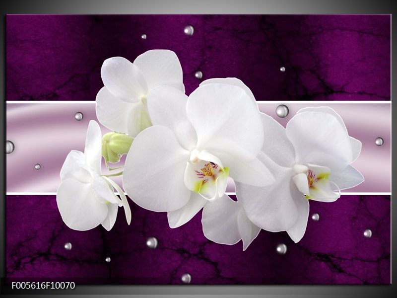 Foto canvas schilderij Orchidee | Zwart, Wit, Paars