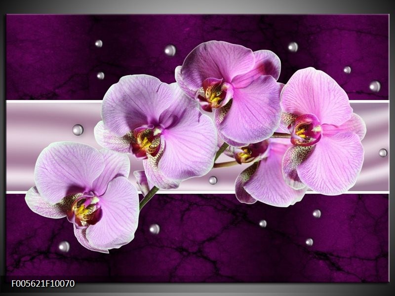 Foto canvas schilderij Orchidee | Paars, Wit