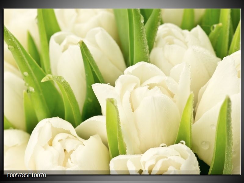 Foto canvas schilderij Tulpen | Wit, Groen