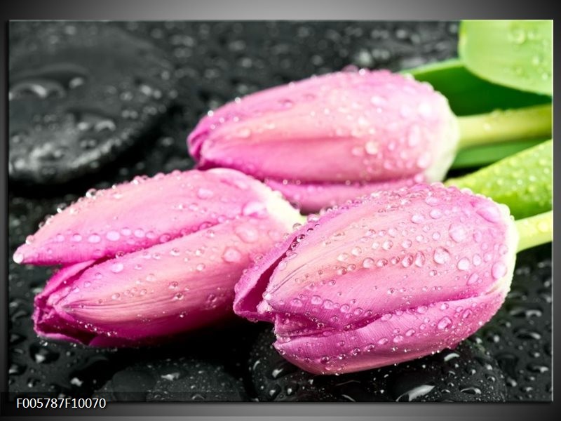 Foto canvas schilderij Tulpen | Roze, Zwart
