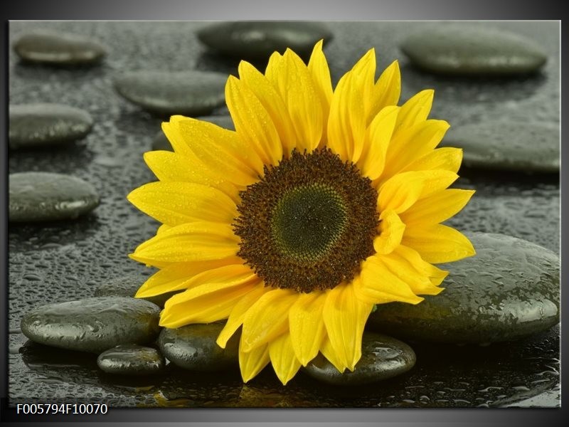 Foto canvas schilderij Zonnebloem | Geel, Zwart