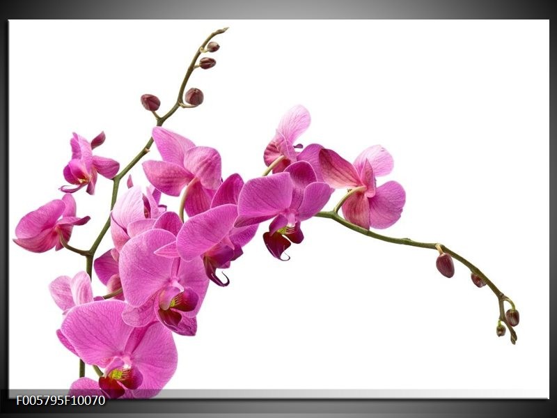 Foto canvas schilderij Orchidee | Roze, Wit