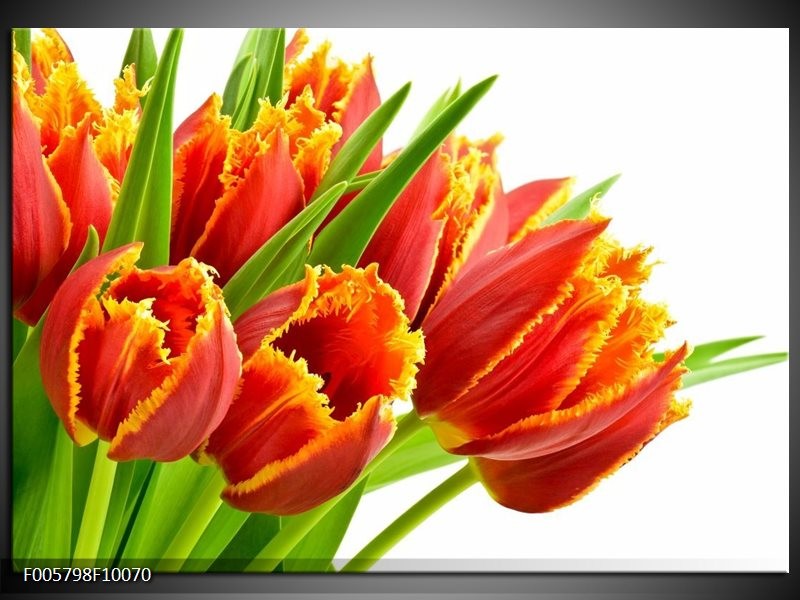 Foto canvas schilderij Tulpen | Oranje, Groen, Wit