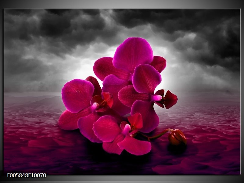 Foto canvas schilderij Orchidee | Rood, Grijs, Paars