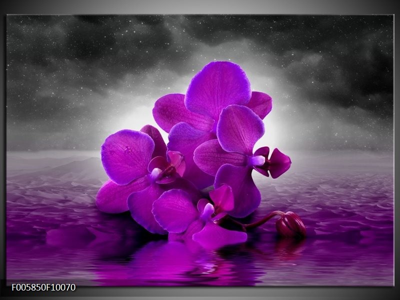 Foto canvas schilderij Orchidee | Paars, Grijs