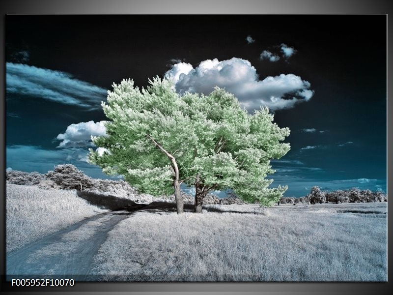 Foto canvas schilderij Boom | Groen, Blauw, Grijs