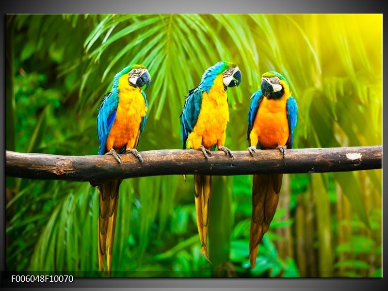 Glas schilderij Vogels | Groen, Oranje, Blauw