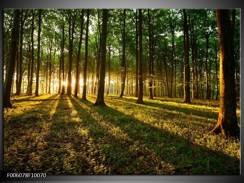 Foto canvas schilderij Natuur | Groen, Geel