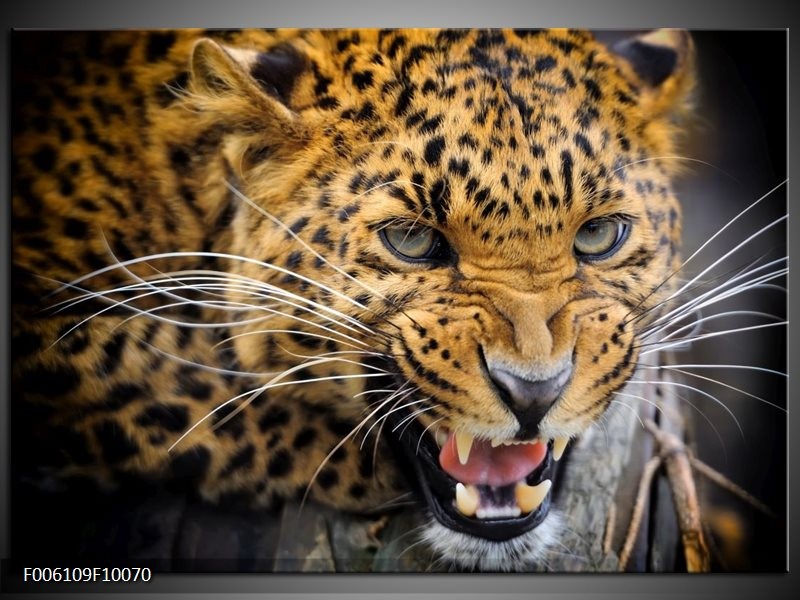 Foto canvas schilderij Luipaard | Bruin, Zwart