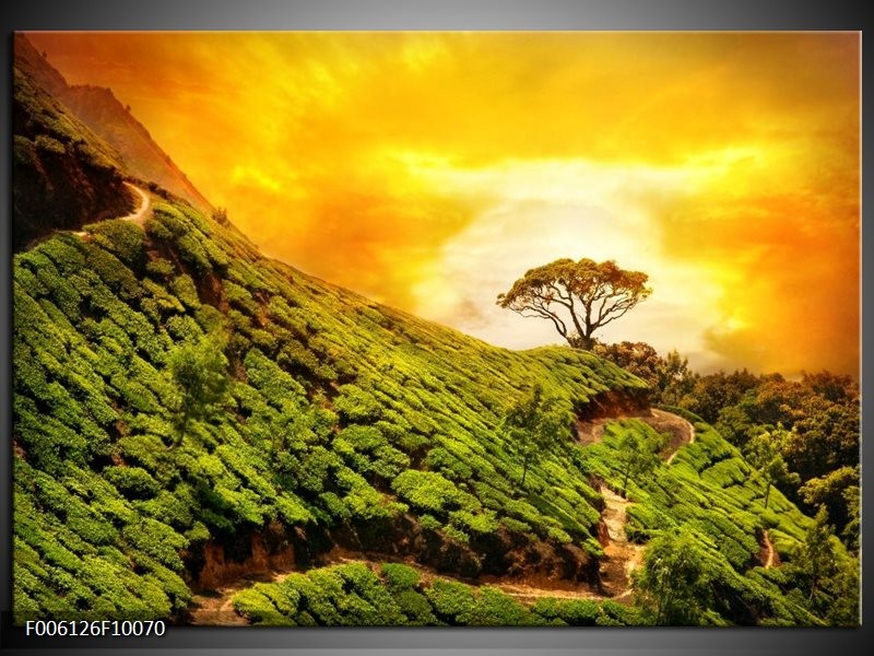 Foto canvas schilderij Natuur | Groen, Oranje, Geel