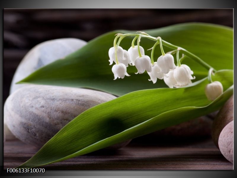 Glas schilderij Bloemen | Groen, Wit, Grijs