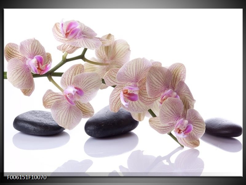 Glas schilderij Orchidee | Wit, Zwart, Roze
