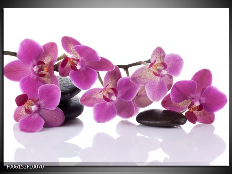Foto canvas schilderij Orchidee | Paars, Wit