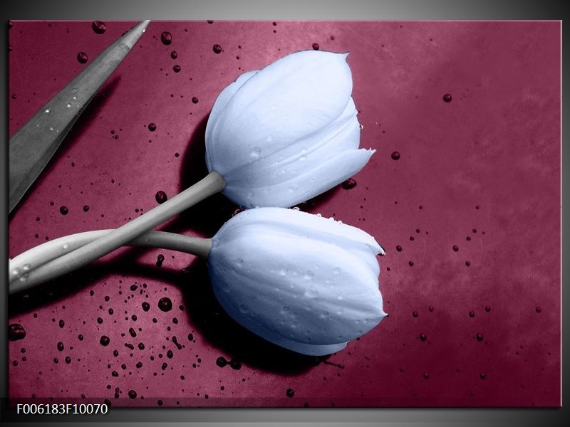 Glas schilderij Tulpen | Paars, Blauw