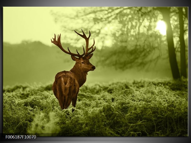 Foto canvas schilderij Hert | Bruin, Groen