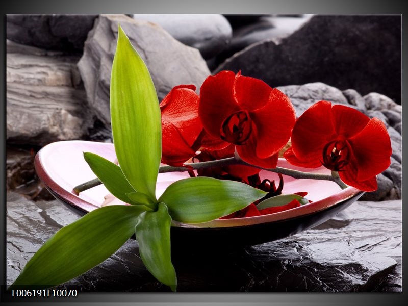Foto canvas schilderij Orchidee | Rood, Groen, Grijs