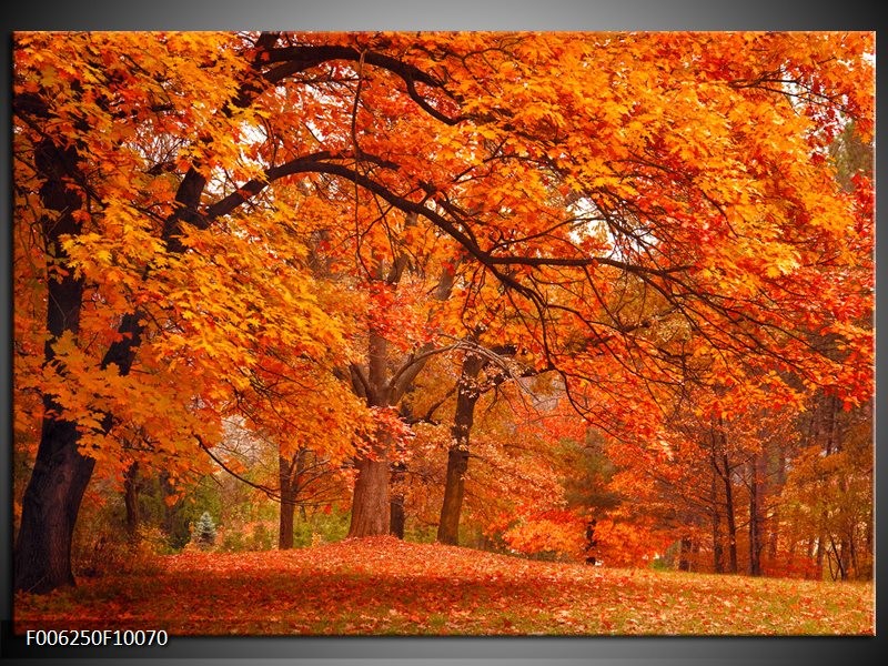 Glas schilderij Herfst | Bruin, Oranje