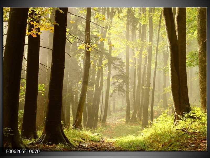 Glas schilderij Natuur | Groen