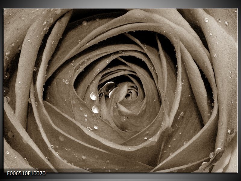 Canvas Schilderij Bloem, Roos | Sepia