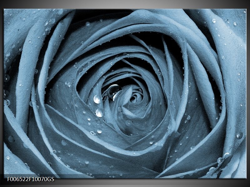 Glas Schilderij Bloem, Roos | Blauw