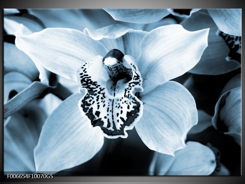 Glas Schilderij Bloem | Blauw, Wit