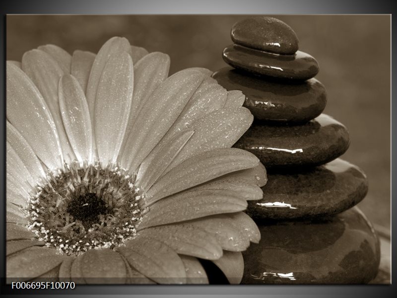 Canvas Schilderij Bloem, Stenen | Sepia