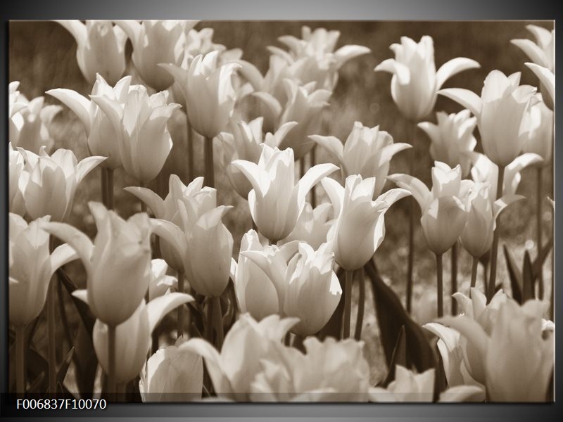 Canvas Schilderij Tulpen, Bloemen | Sepia