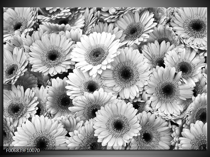Canvas Schilderij Gerbera, Bloemen | Zwart, Grijs