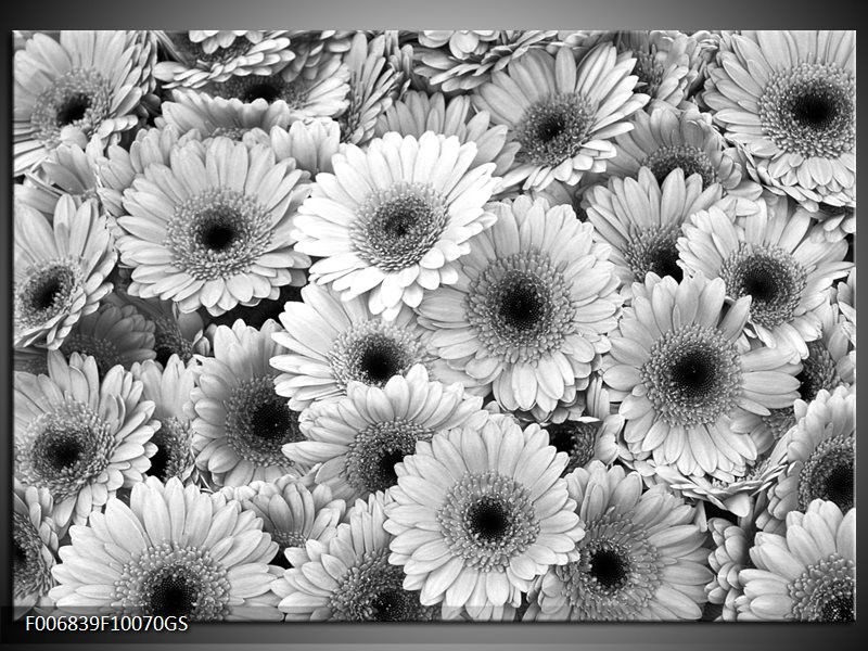 Glas Schilderij Gerbera, Bloemen | Zwart, Grijs