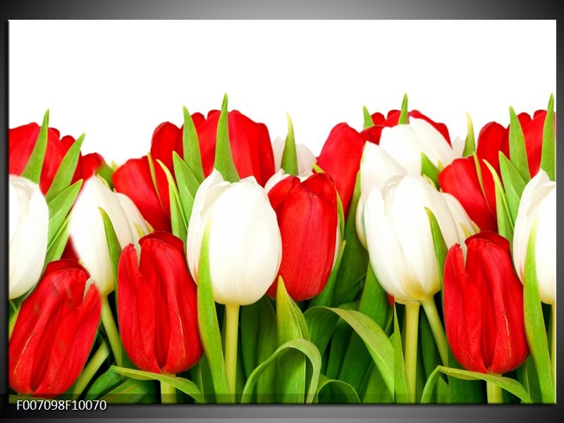 Canvas Schilderij Tulpen, Bloemen | Rood, Wit, Groen