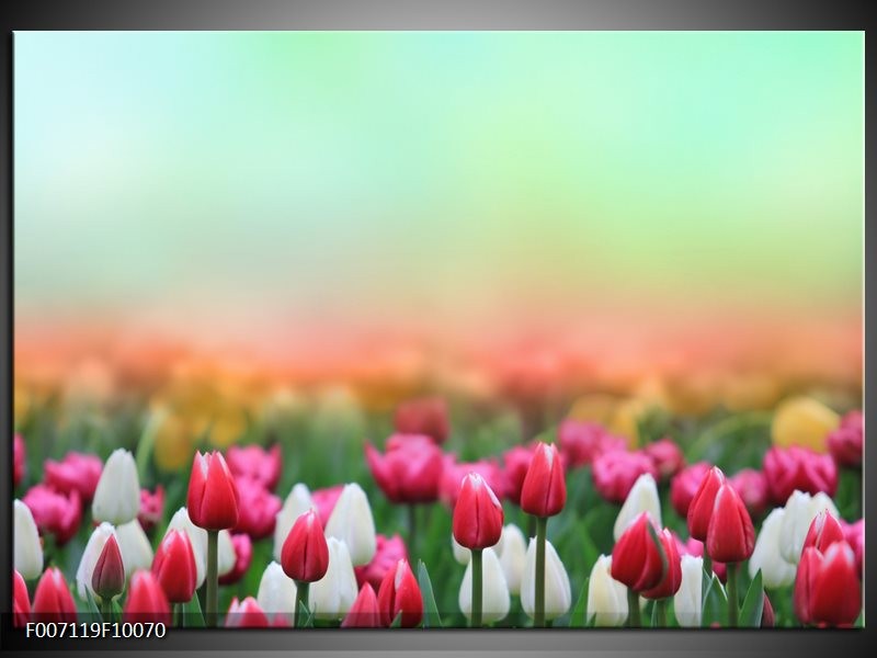 Canvas Schilderij Tulpen, Bloemen | Groen, Roze, Wit