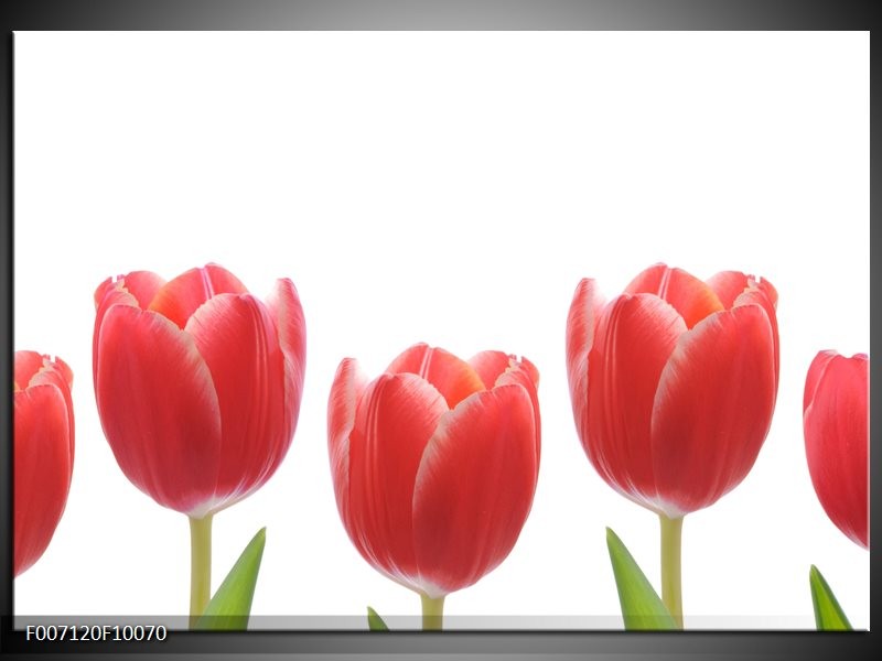 Canvas Schilderij Tulpen, Bloemen | Wit, Rood, Groen