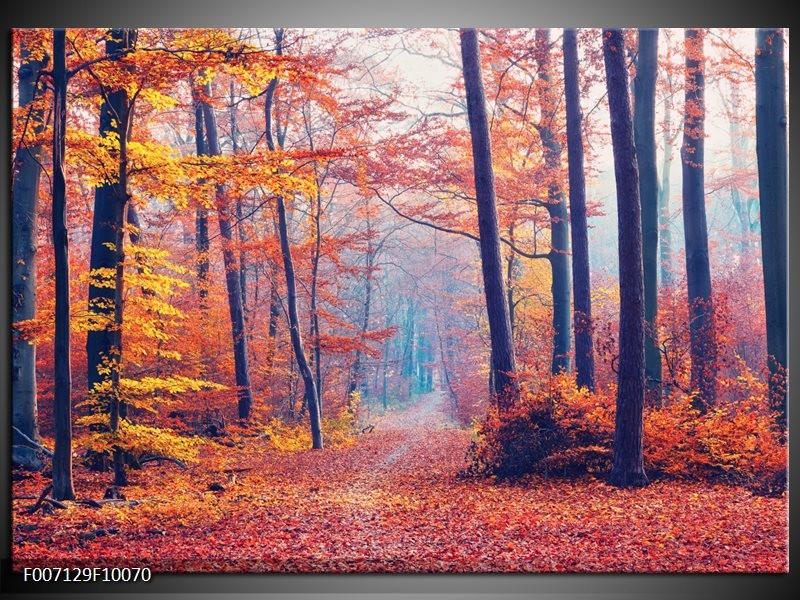 Canvas Schilderij Bos, Herfst | Oranje, Bruin, Grijs